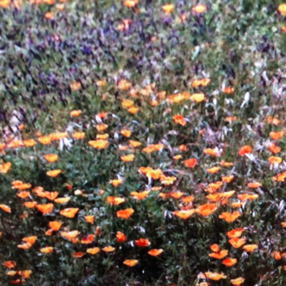 Meet your Posher, Pinder - Picture 1 of 1